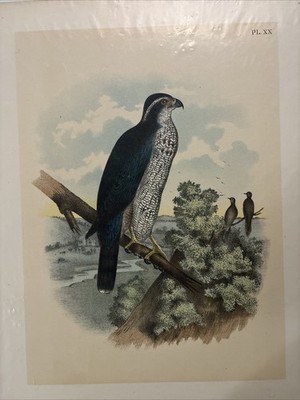 1895 Theodore Jasper Black Cap Hawk Lithograph From Studer's Birds Of America