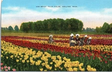 Holland, Michigan - Tulip Fields - Tulip Time - Linen Postcard