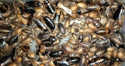 100+ Small Dubia Roaches Starter Colony