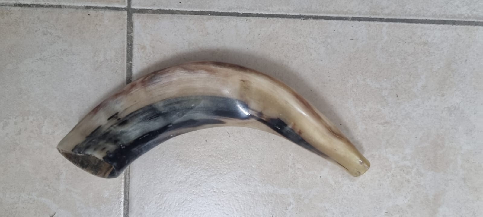 Sale For 5 x Rams Ram Ram's Horn Shofar 1214" Clear Sound Shofars Jewish Polish eBay