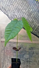 Criollo Cacao Tree Seedling 12" to 16"