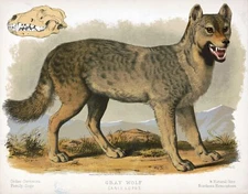 9583.Decoration Poster.Room Wall art.Home decor.Gray Wolf.Science.Wild Nature