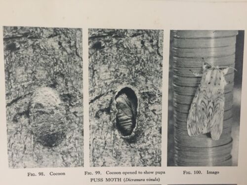 Antique 1931 Moth & Butterfly Print | Puss Moth, Herald & Common Blue | Nature - Picture 2 of 4