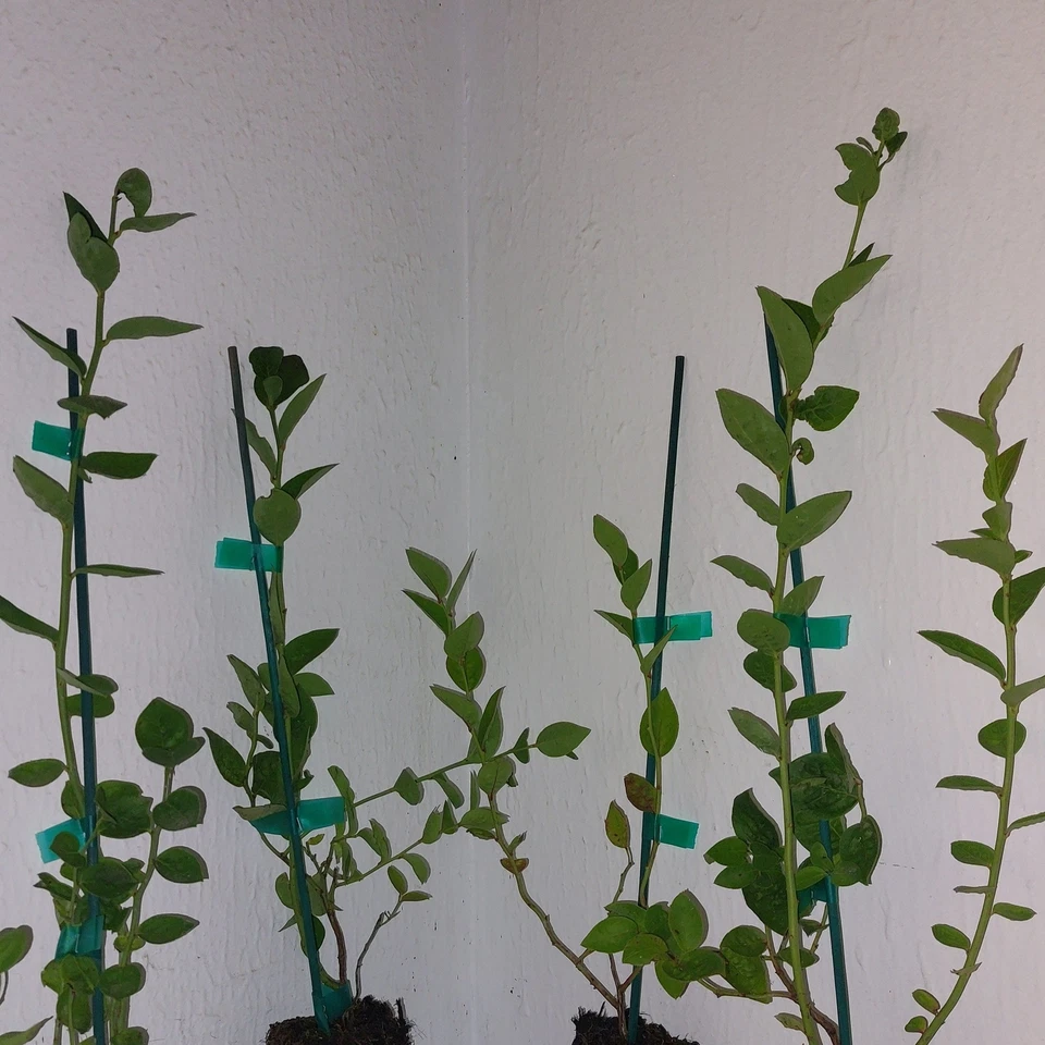 Northsky Blueberry, Box Of 4 - Image 3 of 3