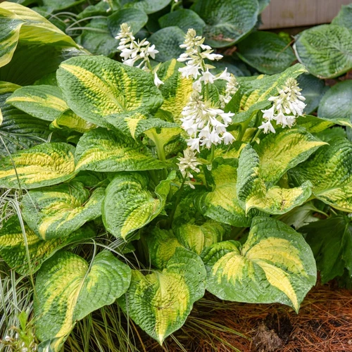Humble Hen Farm & Nursery Hosta Brother Stefan - Thumbnail 3