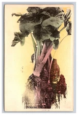 Hawaiian Taro Plant, Japan Postcard
