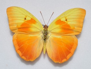 Phoebis avellaneda M Cuba (Pieridae) ENDEMIC
