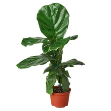 Ficus Lyrata 'Fiddle Leaf Fig' | Live Plant for Indoor & Outdoor