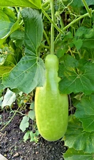 15 Organic High Yield Big Bottle Gourd seeds / Lau / Bengali Squash/ Dudhi