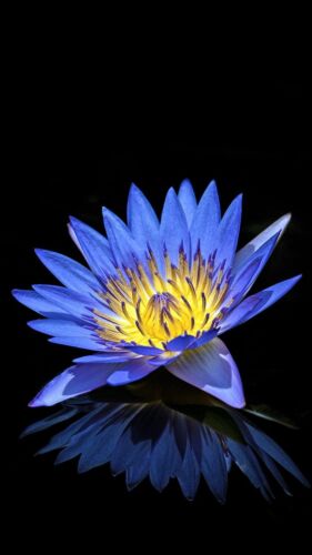 Water Lillies Egyptian Blue Water Lily Garden Pond Plants - Picture 2 of 3