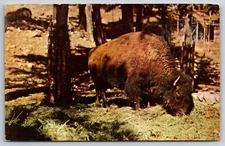 Buffalo Eating in Forest Vintage Mirro-Krome Postcard Bison in the Wild
