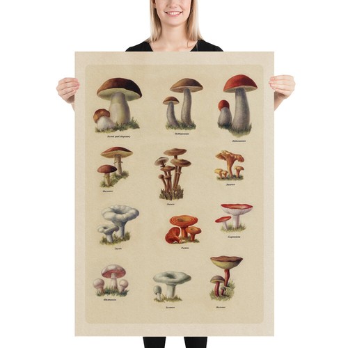 Soviet mushrooms, catalog, USSR 1952 — Soviet vintage food poster, kitchen print - 第 6/11 張圖片