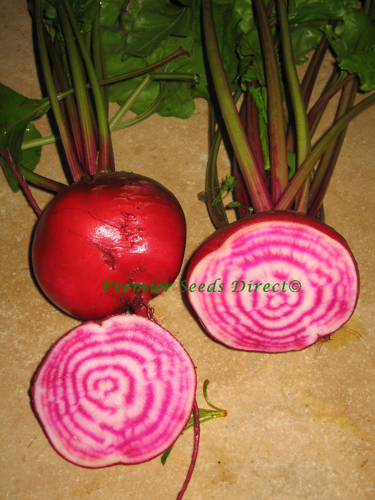 BEETROOT  CHIOGGIA  250 SEEDS (ITALIAN)