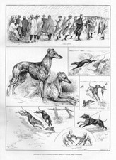 LOUIS WAIN GREYHOUND DOGS COURSING COMPETITION DOG CATCHES RABBIT HUNTING DOGS