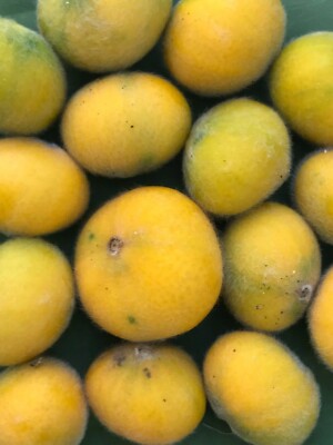Yellow Jaboticaba Cabelluda Myrciaria Glazioviana Plinia Glomerata