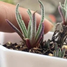 3cm 1PCS Cactus Live Plants Phyllobolus Resurgens Beautiful Root Tuber Cactus