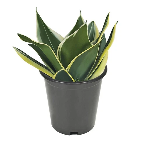 10pcs 320mm Round Black Plastic Nursery Pots Garden / Plant Squat Pot AU - Picture 7 of 8