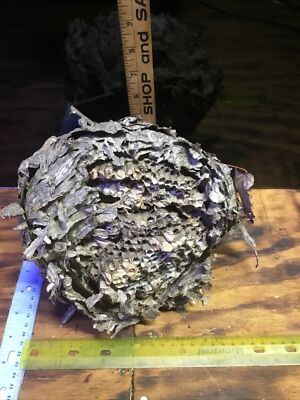Bald Face Hornet Nest ,Art , Science. Taxidermy  REAL Paper Bee Hive.