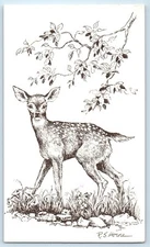 1972 Virginia White Tailed Fawn Odocoileus Virginianus RS Horne Signed Postcard
