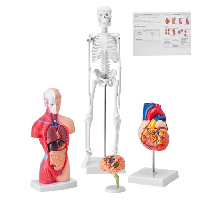 Human Anatomy Models Bundle Set, Brain, Human Torso Body, Heart, Skeleton Model