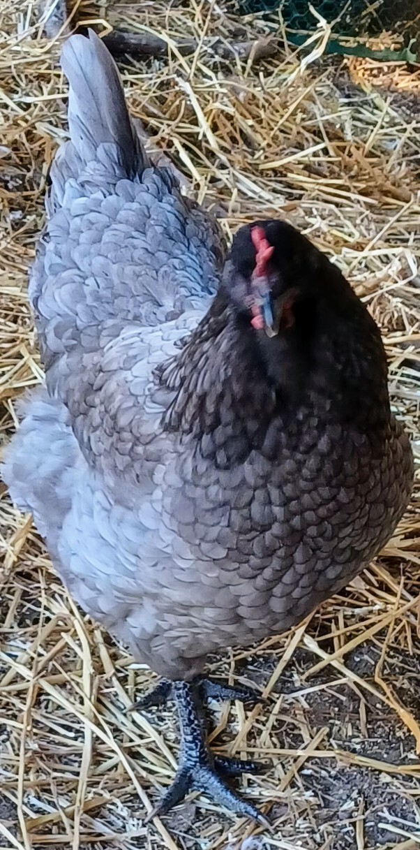 6 Large Blue Jersey Giant Hatching Eggs..... eBay