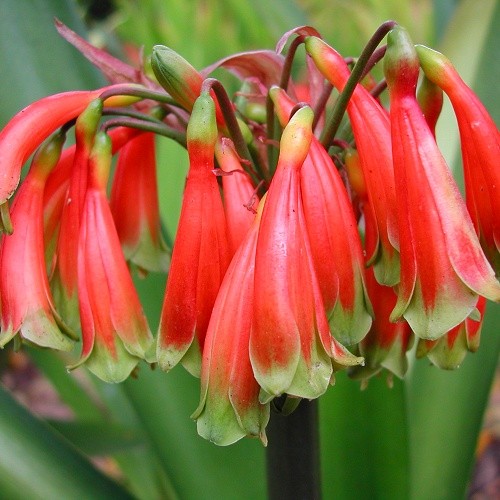 Rare, unusual Clivia caulescens! - Beautiful blooms!