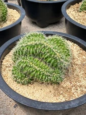 RareSucculent  Plant Echinocactus grusonii crested Garden Décor Boutique 15CM