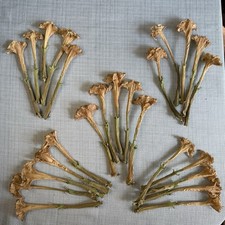 Datura Inoxia Flowers 25 Dried Moonflower 2025 Floral Craft Organic Thornapple