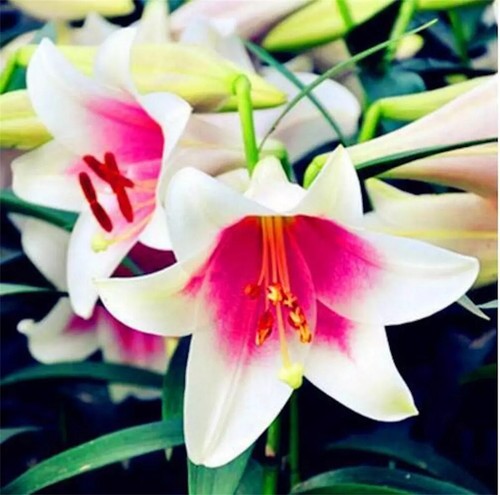 20 SEMILLAS DE LIRIO EXÓTICAS raras para camas de plantas perennes con flores de jardín - Imagen 2 de 14