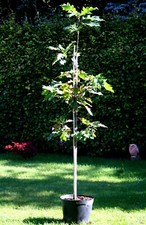 Amerikanische Roteiche Quercus rubra 100 - 125 cm Heister im 7,5 Liter Container