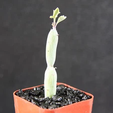 Senecio articulatus, rare hanging basquet bonsai succulent plant cactus cacti 2"