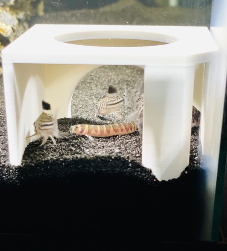 Fish Tank Cave Hideout Corner Decoration Axolotl Hide Underground Cave Aquarium - 第 2/13 張圖片