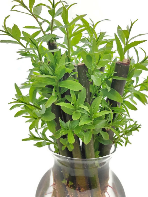 50 esquejes de cortavientos híbridos de sauce de crecimiento rápido Austree Ready2root Foto 4 de 4