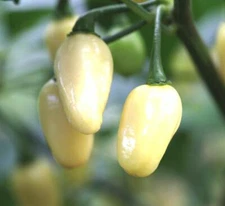 Mini White Habanero Pepper Seeds, Peruvian, NON-GMO, FREE SHIPPING
