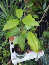 GNETUM GNEMON-MELINJO-BELINJO-TANGKIL-PADDY OATS-VERY HARD TO FIND-RARE PLANT