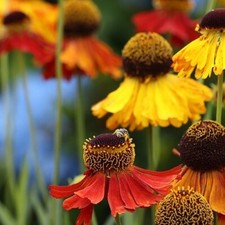 Helenium autumnale Red & Gold / Prairie Plant / Hardy Perennial / 200 Seeds
