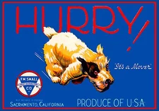 Sacramento California Hurry! Terrier Dog Pear Fruit Crate Box Label Art Print