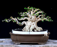 Live Tree Premna Microphylla Bonsai Tree [ SM...