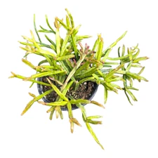 Rhipsalis ewaldiana Succulent Plant
