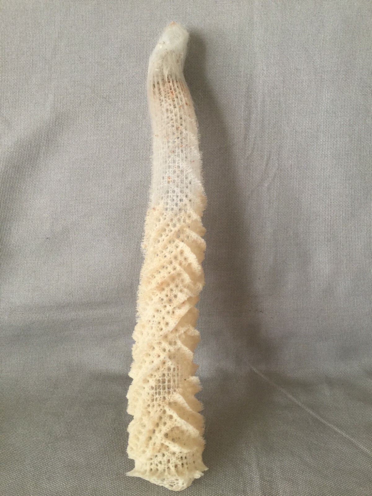 Venus Flower Basket Glass Sponge Seashell eBay