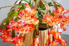 Orange Christmas Cactus Live Plant for Planting, Holiday Cactus Flowers in 3"Pot
