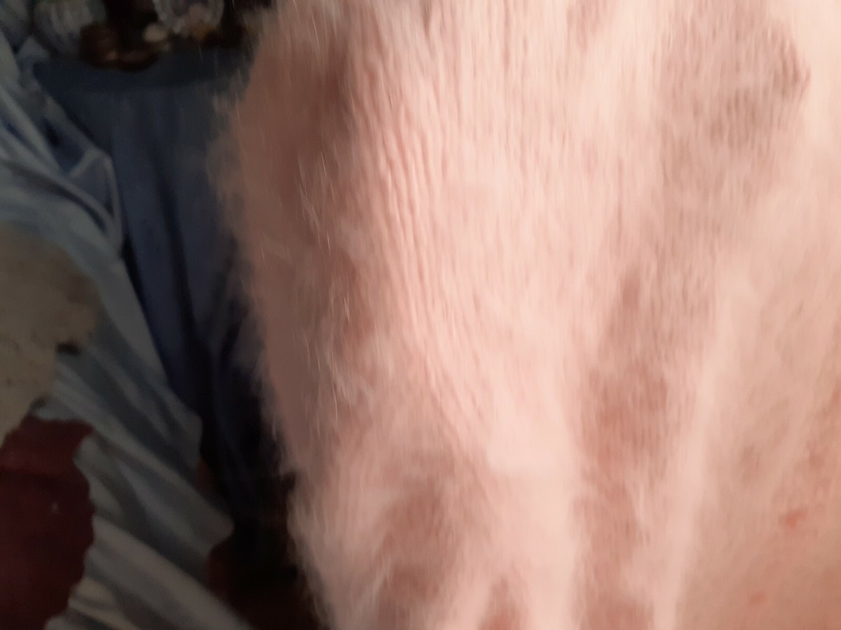 Gilet Long En Angora Rose Tendre - Modèle Alexia - Taille XL - France - Neuf Sans étiquettes