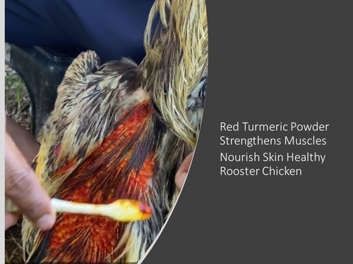 Red Turmeric Powder Strengthens Muscles Nourish Skin Healthy Chicken 50g - 第 4/12 張圖片