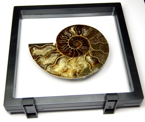4.75" Cut & Polished Ammonite Fossil (Half) - Madagascar -with 3D floating frame - Picture 5 of 7