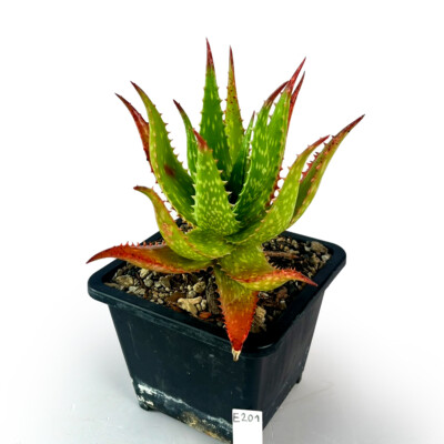 aloe vera creme neurodermitis Hyaluron Aloe Vera Creme fr den Mann