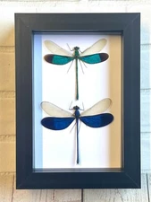 Damselfly Pair (Neurobasis) Dragonfly Display Shadow Box Frame Insect Beetle Bug