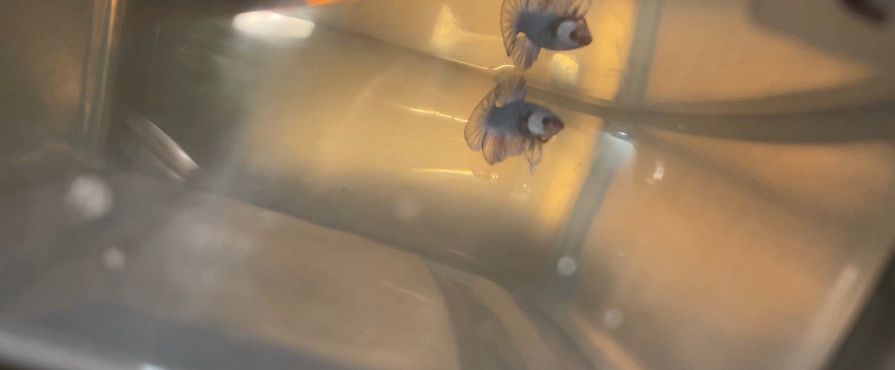 Betta Super Plakat Cuper Azul 66 Premium Siamese Fighting Fish