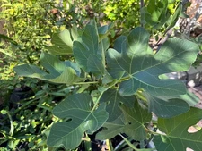 California Organic Grown Large Fresh Whole Fig Fruit Tree Leaf Herb Tea Cooking