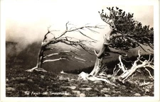 Fight on Timberline Trail Pike's Peak CO RPPC Real Photo Sanborn Postcard 1940s