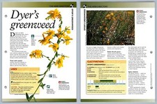 Dyer's Greenweed - Directory - Secret World Of Herbs Fact